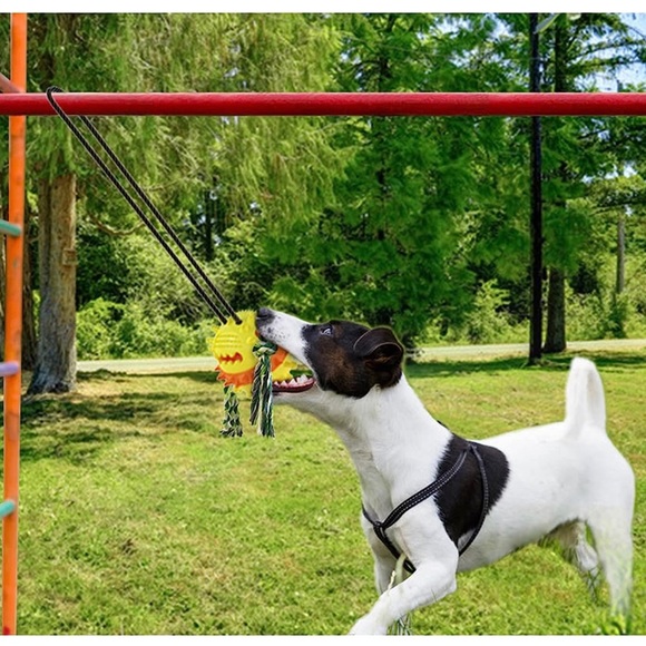 Tether Tug Outdoor Dog Toy Squeaky Jolly Egg - Picture 6 of 8